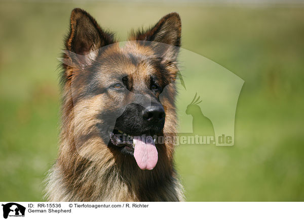 Deutscher Schferhund Portrait / German Shepherd / RR-15536