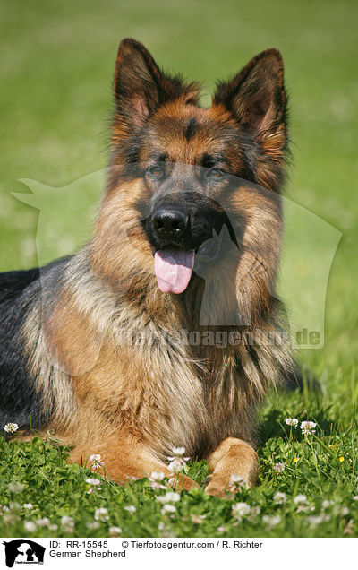 Deutscher Schferhund / German Shepherd / RR-15545
