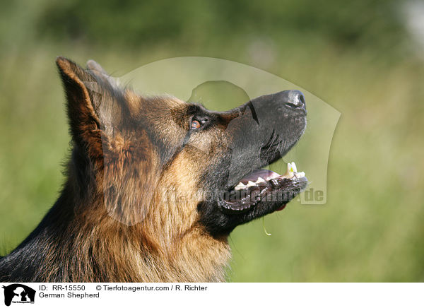 German Shepherd / RR-15550