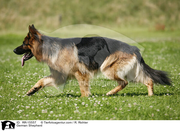 German Shepherd / RR-15557