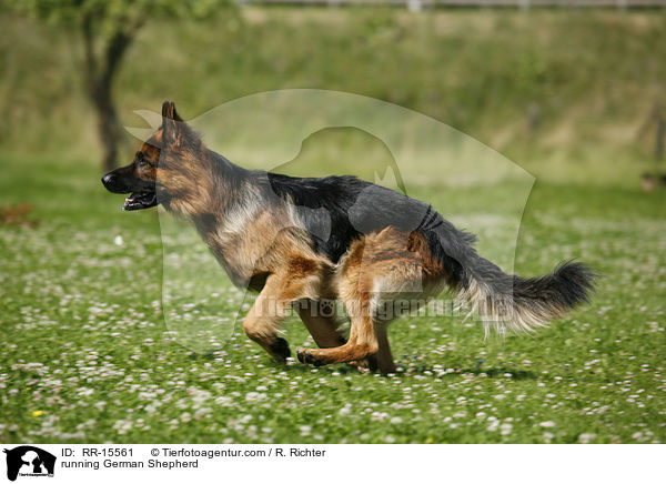 running German Shepherd / RR-15561