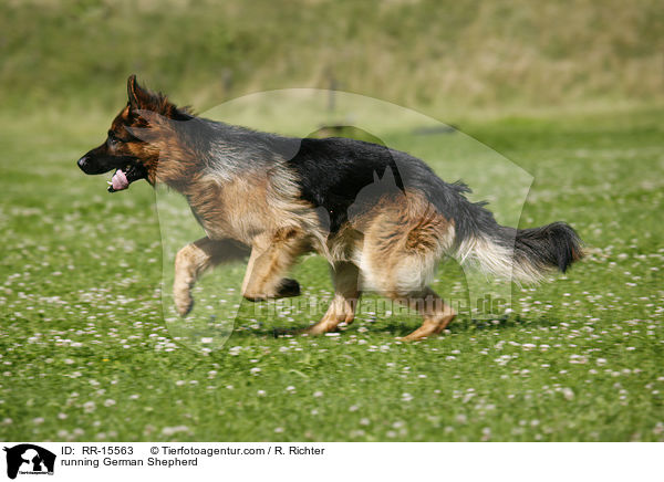 running German Shepherd / RR-15563