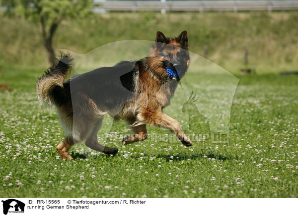 running German Shepherd / RR-15565