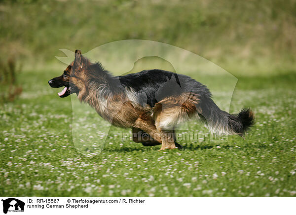 running German Shepherd / RR-15567