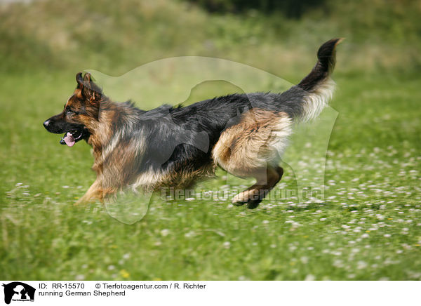 running German Shepherd / RR-15570
