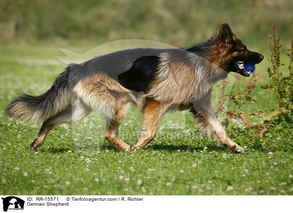 German Shepherd / RR-15571