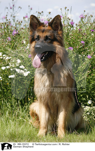 German Shepherd / RR-15572