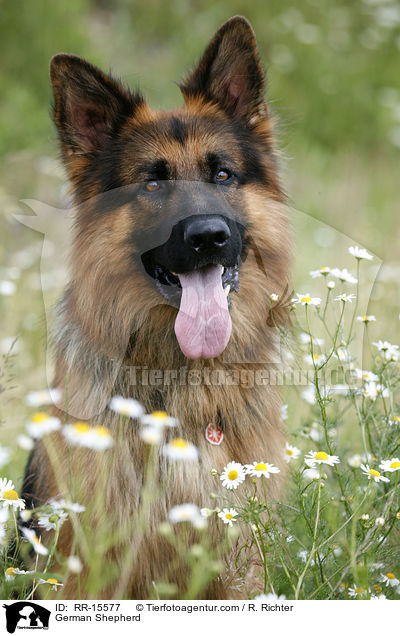 German Shepherd / RR-15577
