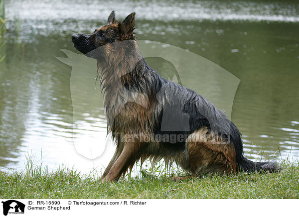Deutscher Schferhund / German Shepherd / RR-15590