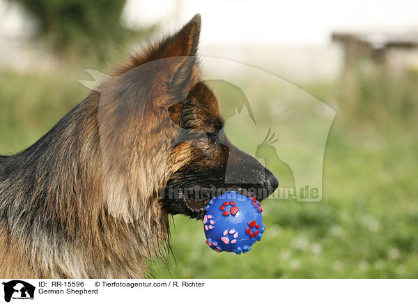 German Shepherd / RR-15596
