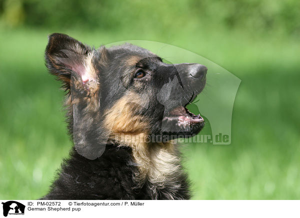 German Shepherd pup / PM-02572