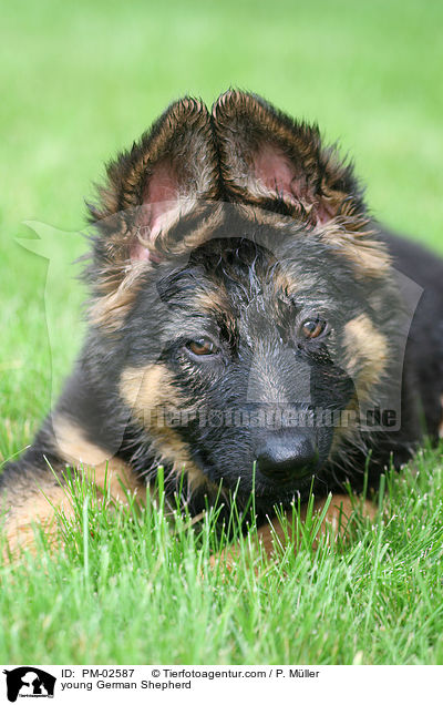 junger Deutscher Schferhund / young German Shepherd / PM-02587