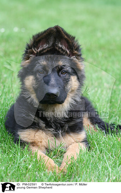young German Shepherd / PM-02591