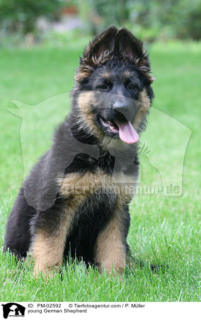 young German Shepherd / PM-02592