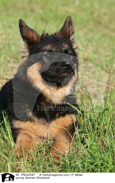 young German Shepherd / PM-02597