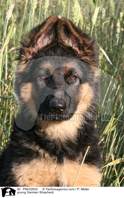 young German Shepherd / PM-02602