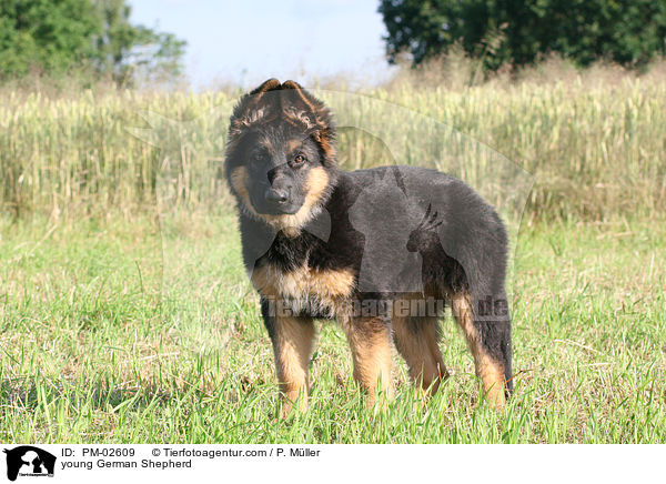 young German Shepherd / PM-02609