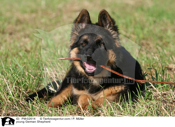 young German Shepherd / PM-02614