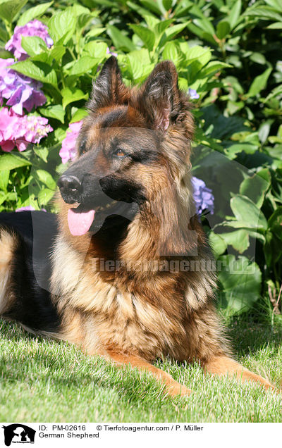 Deutscher Schferhund / German Shepherd / PM-02616