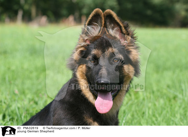 young German Shepherd / PM-02619
