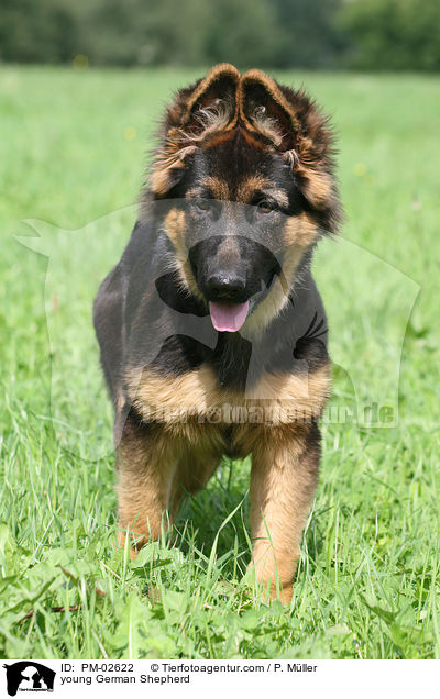 young German Shepherd / PM-02622