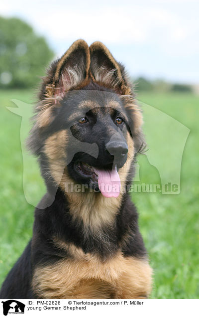 young German Shepherd / PM-02626