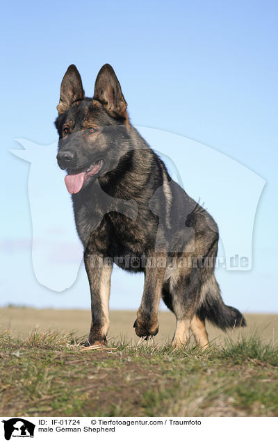 male German Shepherd / IF-01724