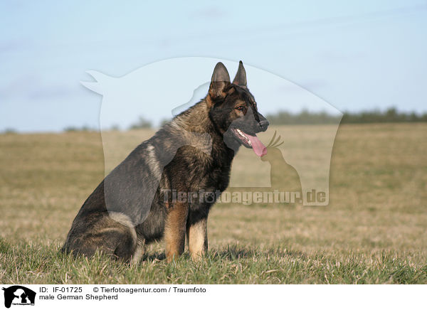 male German Shepherd / IF-01725