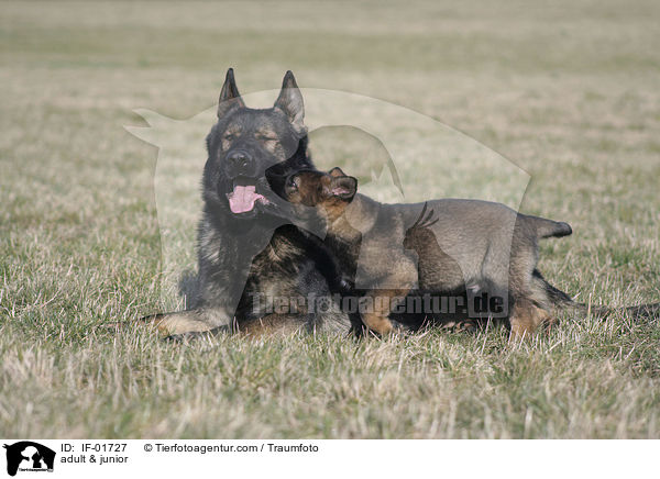 adult & junior / IF-01727