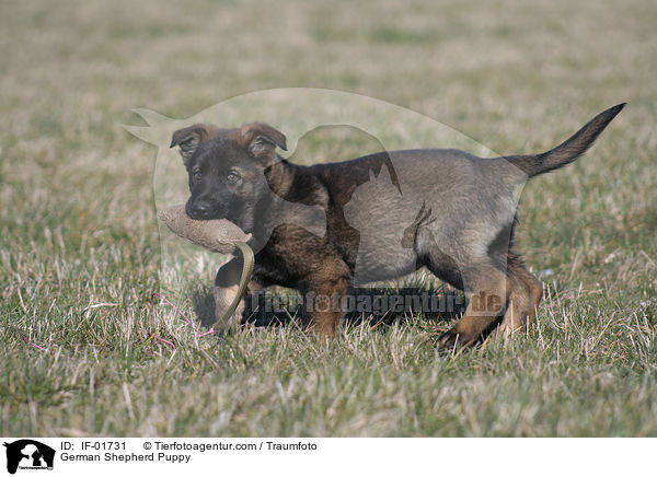 German Shepherd Puppy / IF-01731