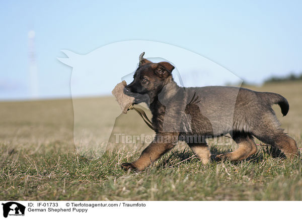 German Shepherd Puppy / IF-01733