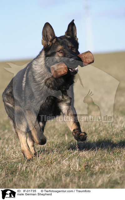 male German Shepherd / IF-01735