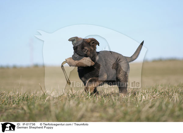 German Shepherd Puppy / IF-01736