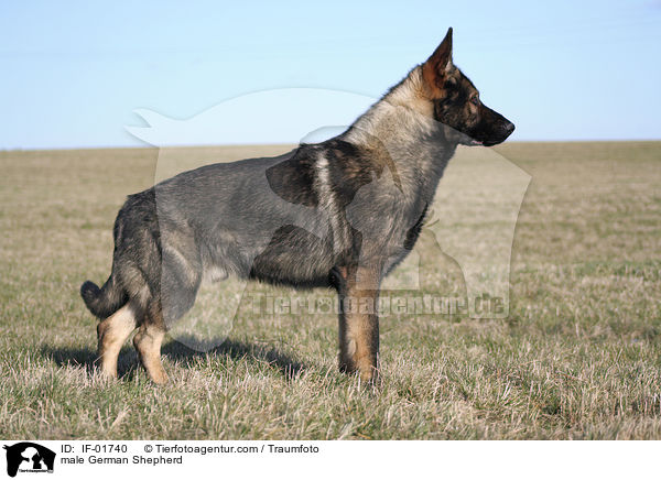 male German Shepherd / IF-01740