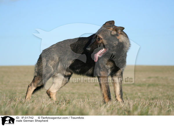 male German Shepherd / IF-01742