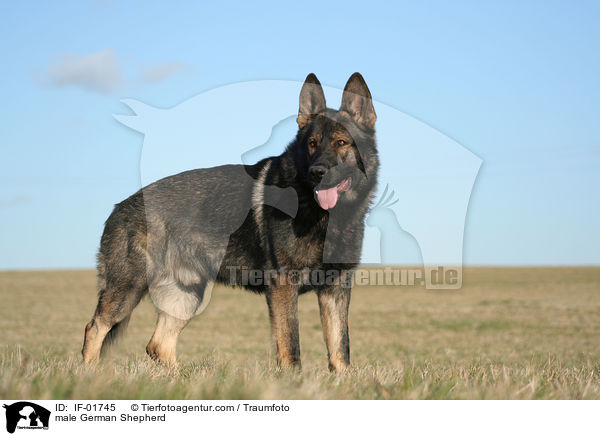 male German Shepherd / IF-01745