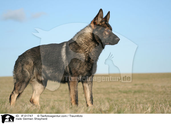 male German Shepherd / IF-01747