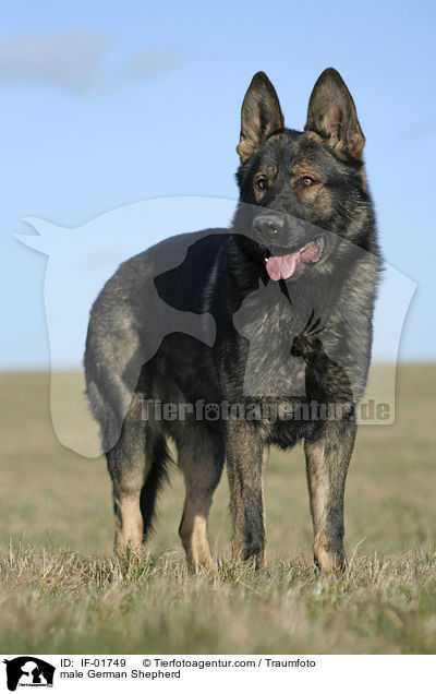 male German Shepherd / IF-01749