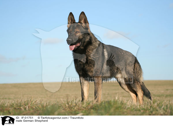 Deutscher Schferhund Rde / male German Shepherd / IF-01751