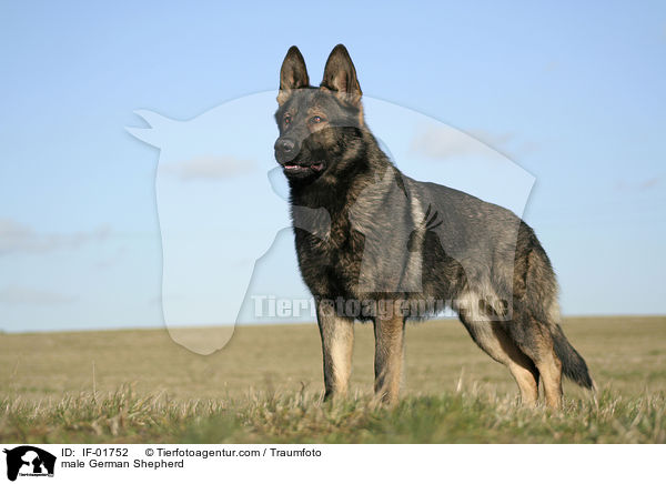 male German Shepherd / IF-01752