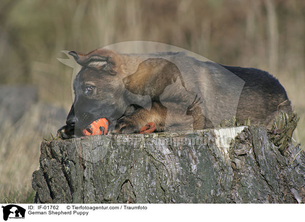 German Shepherd Puppy / IF-01762