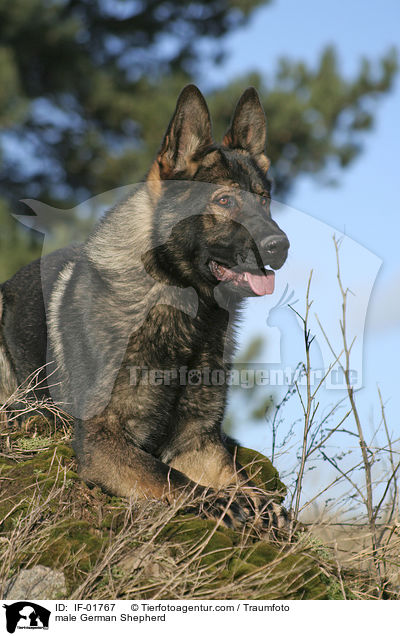 Deutscher Schferhund Rde / male German Shepherd / IF-01767