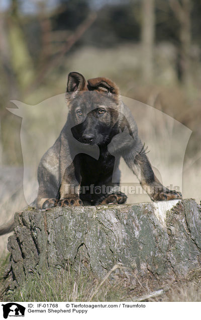 German Shepherd Puppy / IF-01768