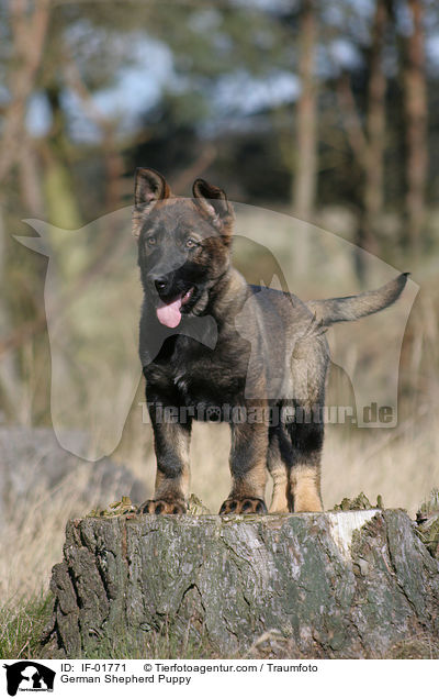 German Shepherd Puppy / IF-01771