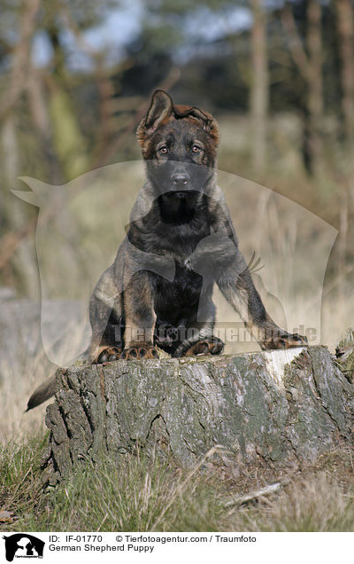 German Shepherd Puppy / IF-01770