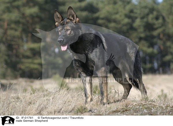 Deutscher Schferhund Rde / male German Shepherd / IF-01781