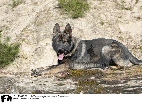 male German Shepherd / IF-01782