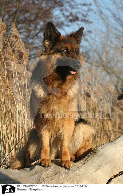 German Shepherd / PM-02755