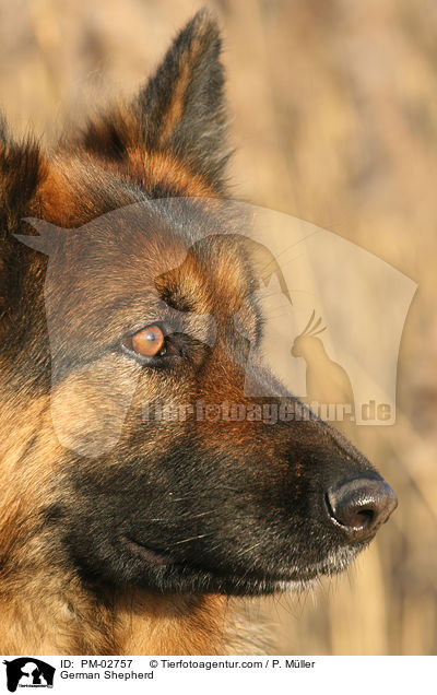 German Shepherd / PM-02757