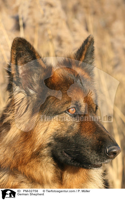 German Shepherd / PM-02758